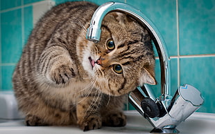 cat drinking from water faucet HD wallpaper